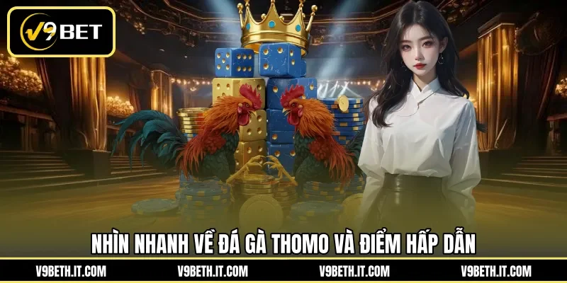 Nhìn nhanh về đá gà Thomo và điểm hấp dẫn