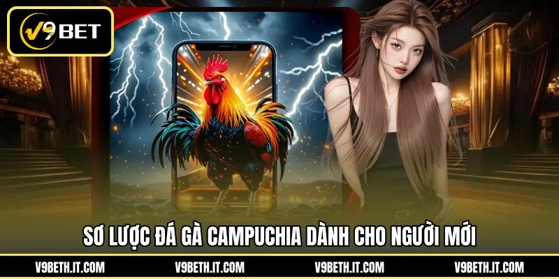 Sơ lược đá gà Campuchia dành cho người mới